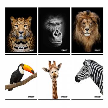 Zvezek Safari A5 brezčrtni A5 9247